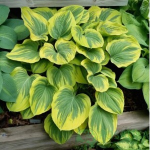 Хоста Hosta Clifford Forest Fire